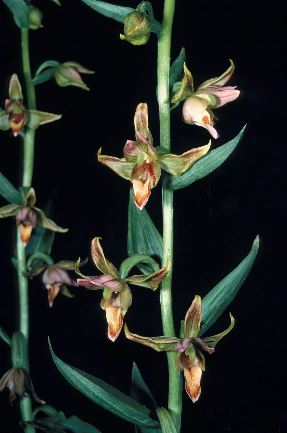 Epipactis gigantea