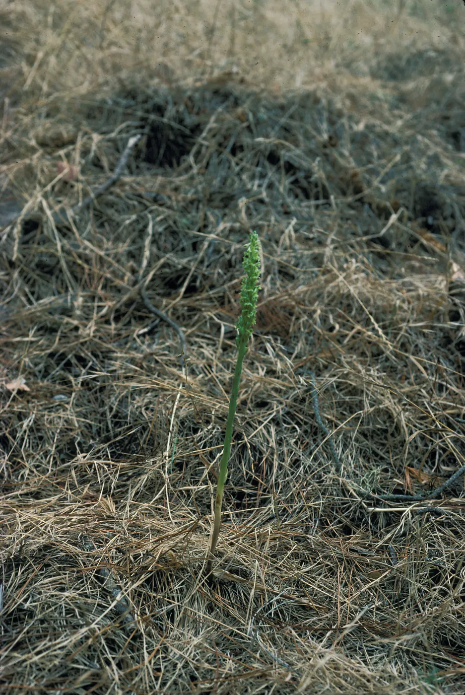 Piperia michaelii