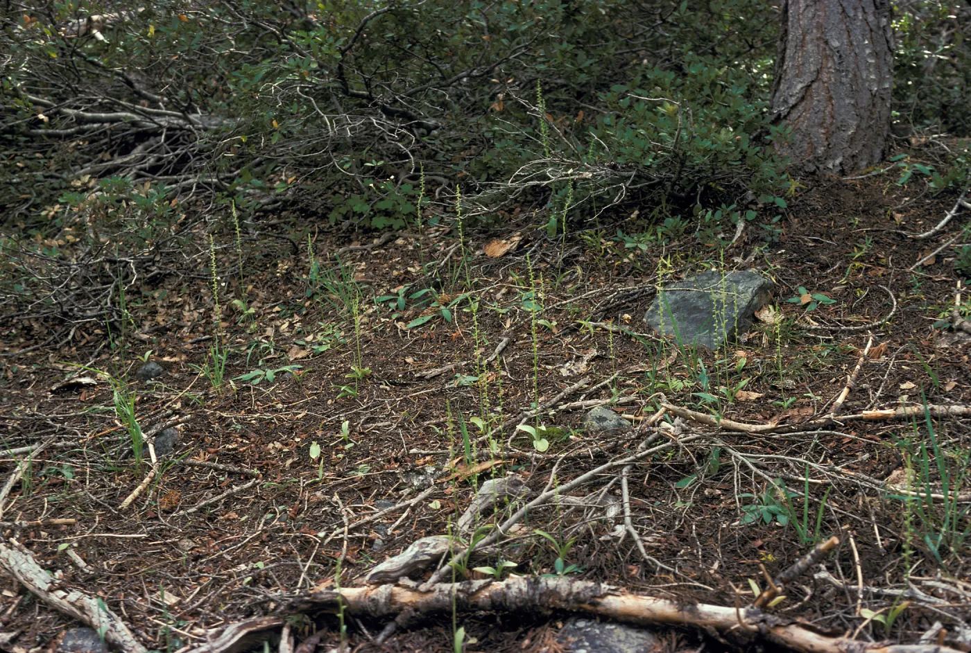 Piperia michaui / michaelii