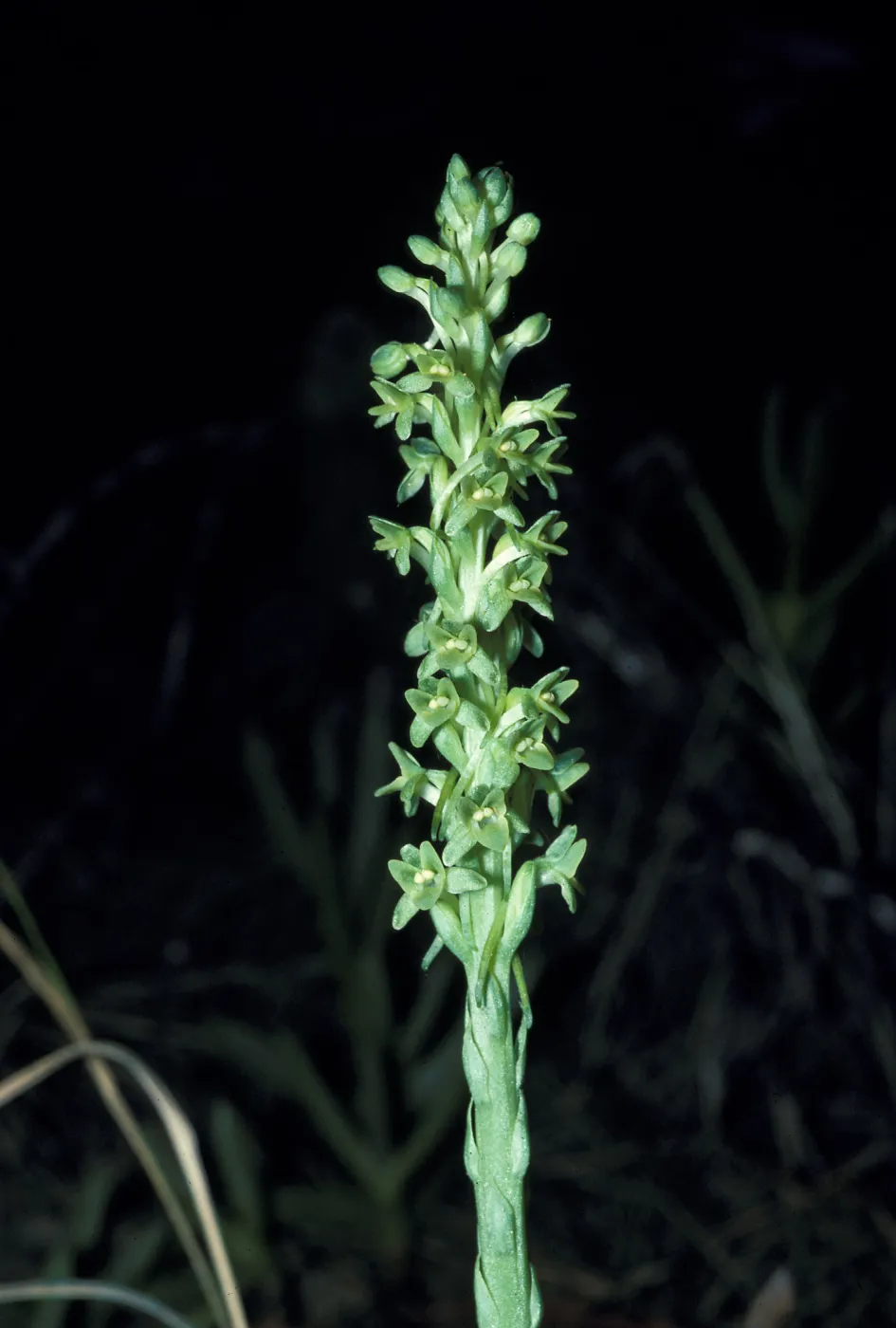 Piperia michaui / michaelii