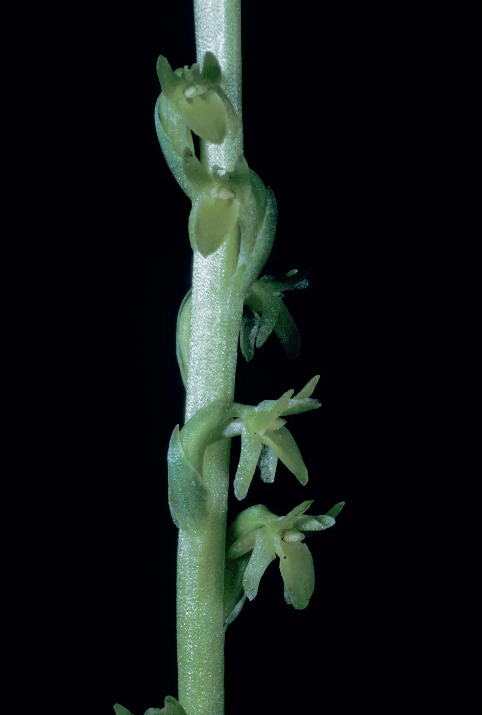 Piperia unalascensis
