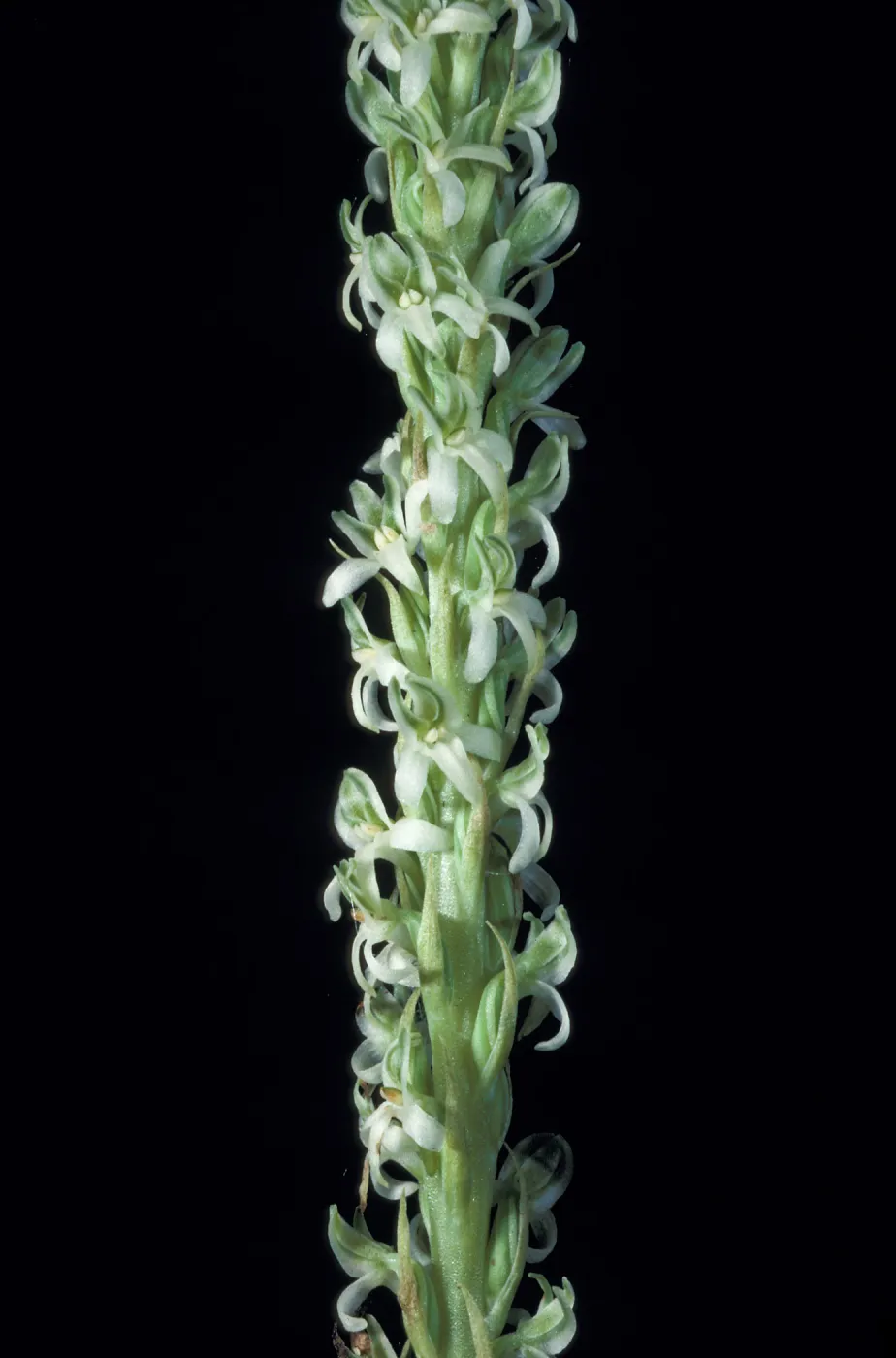 Piperia yadonii