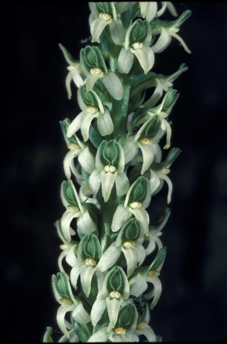 Piperia yadonii
