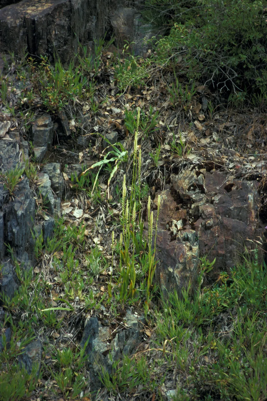 Spiranthes porrifolia habitat