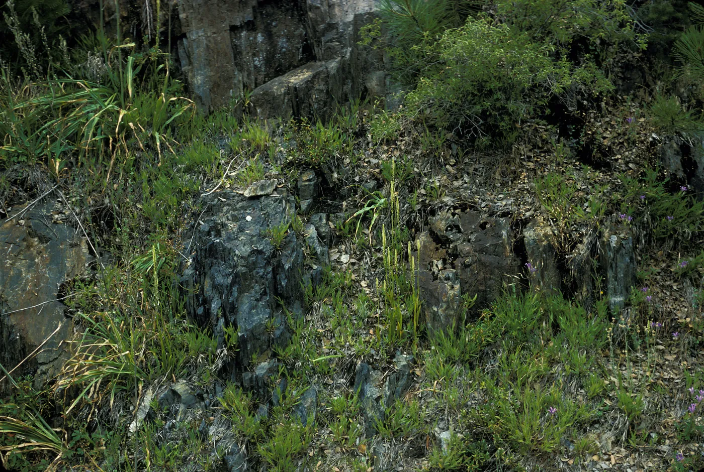 Spiranthes porrifolia habitat