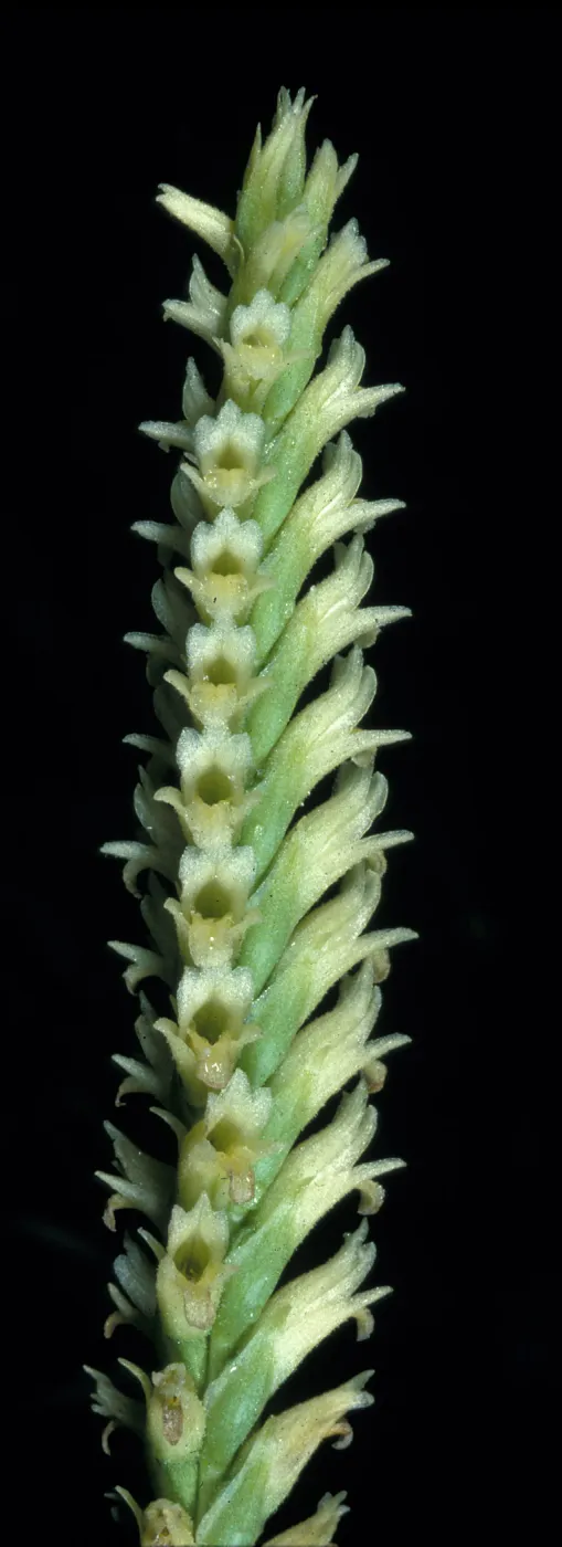Spiranthes porrifolia