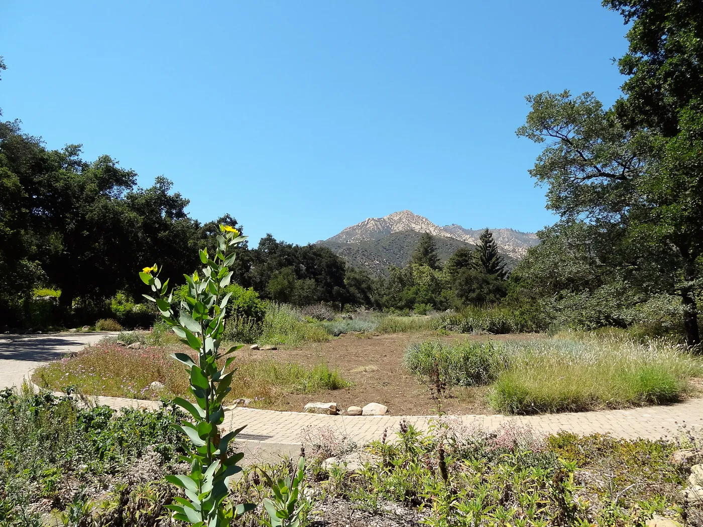 Meadow Revival Project, Meadow at start of project