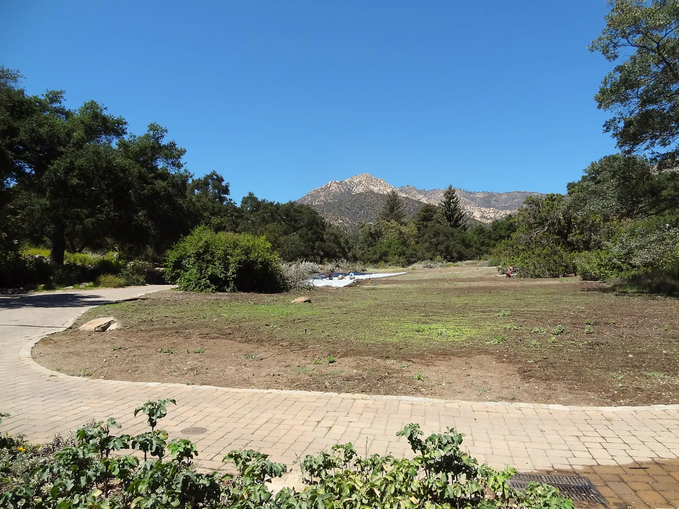 Meadow Revival Project, black versus white plastic mulch test, installation