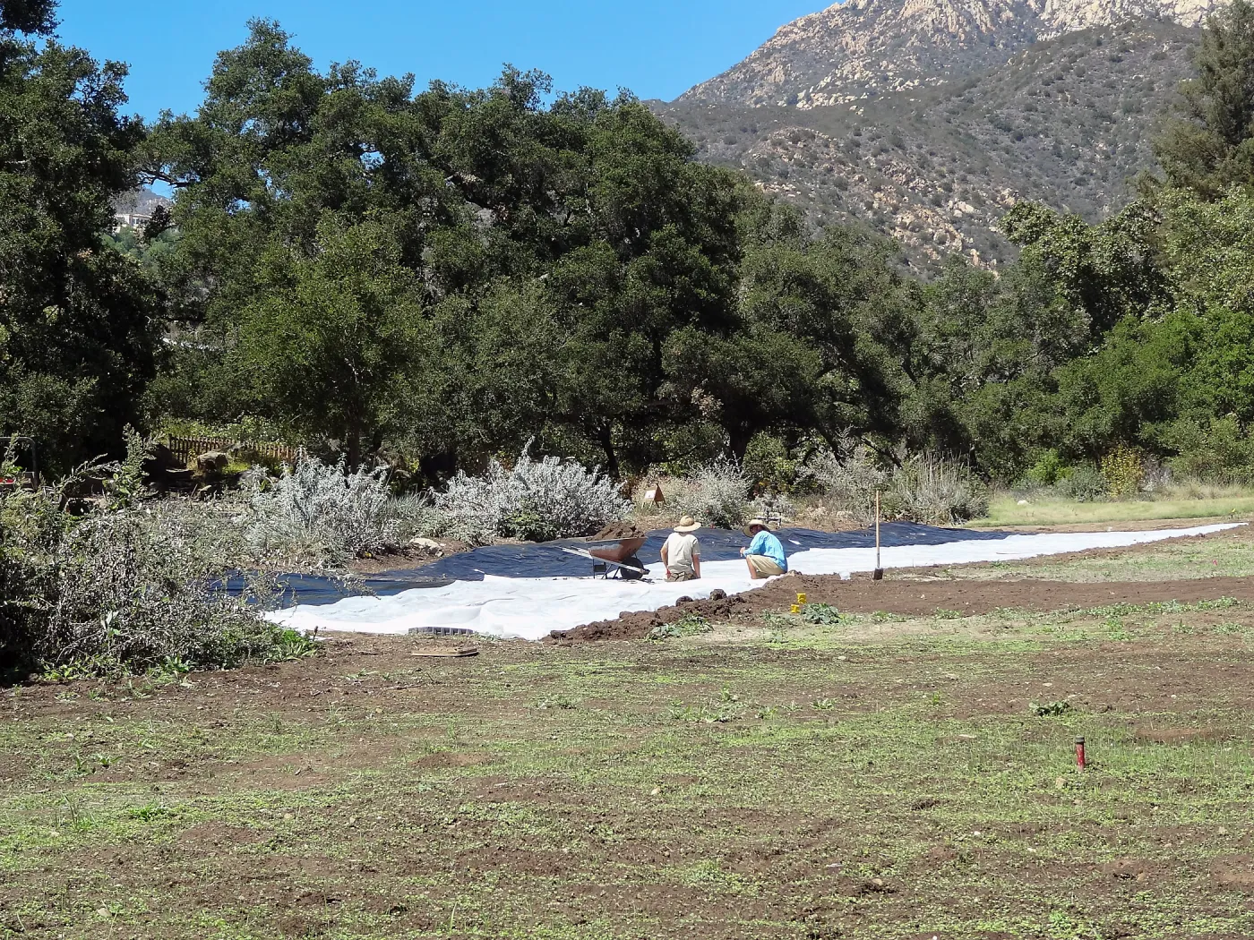 Meadow Revival Project, black versus white plastic mulch test, installation