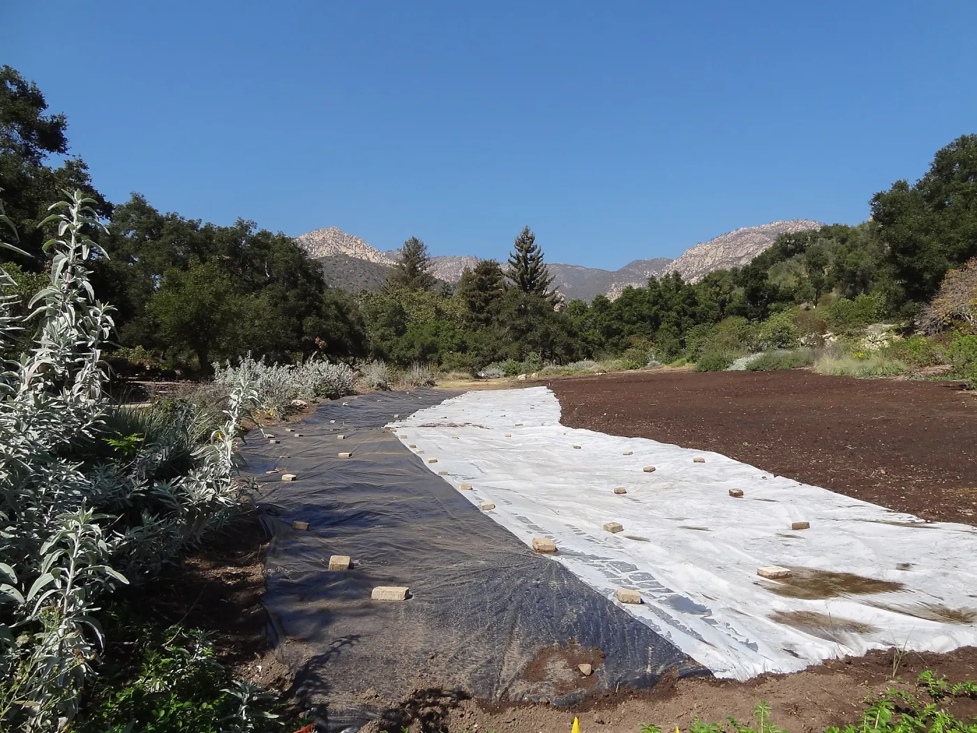 Meadow Revival Project, black versus white plastic mulch test