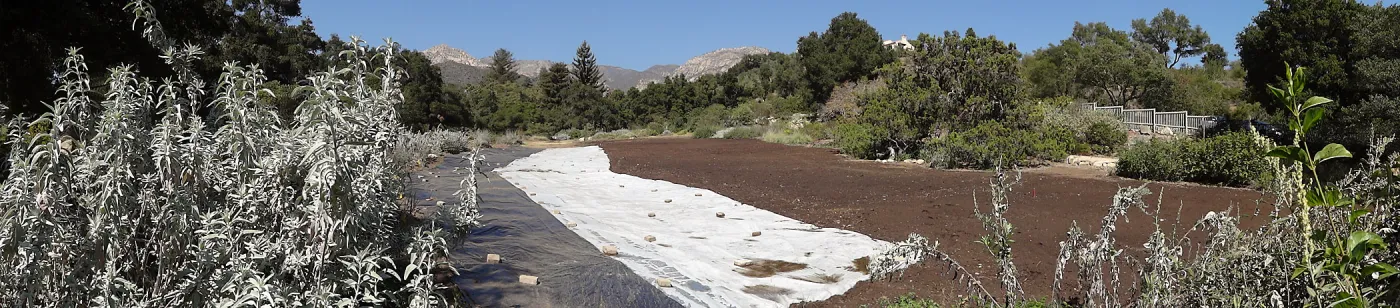 Meadow Revival Project, black versus white plastic mulch test