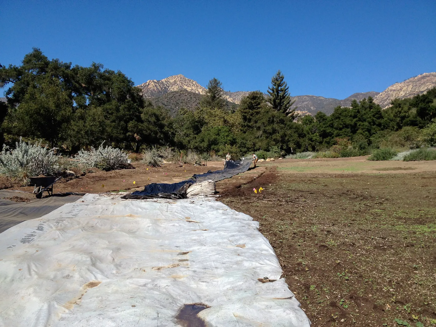 Meadow Revival Project, black versus white plastic mulch test, removing plastic