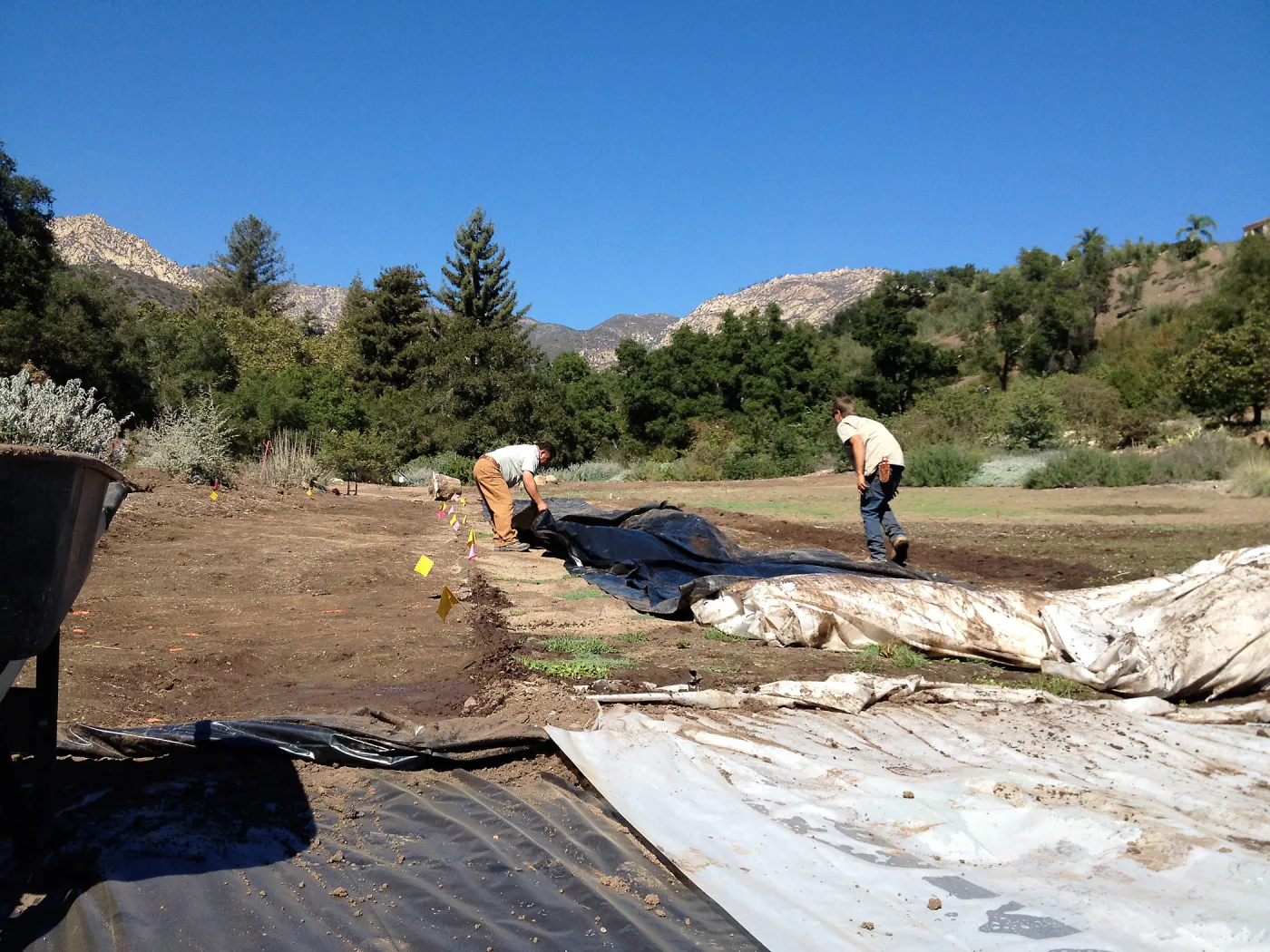 Meadow Revival Project, black versus white plastic mulch test, removing plastic