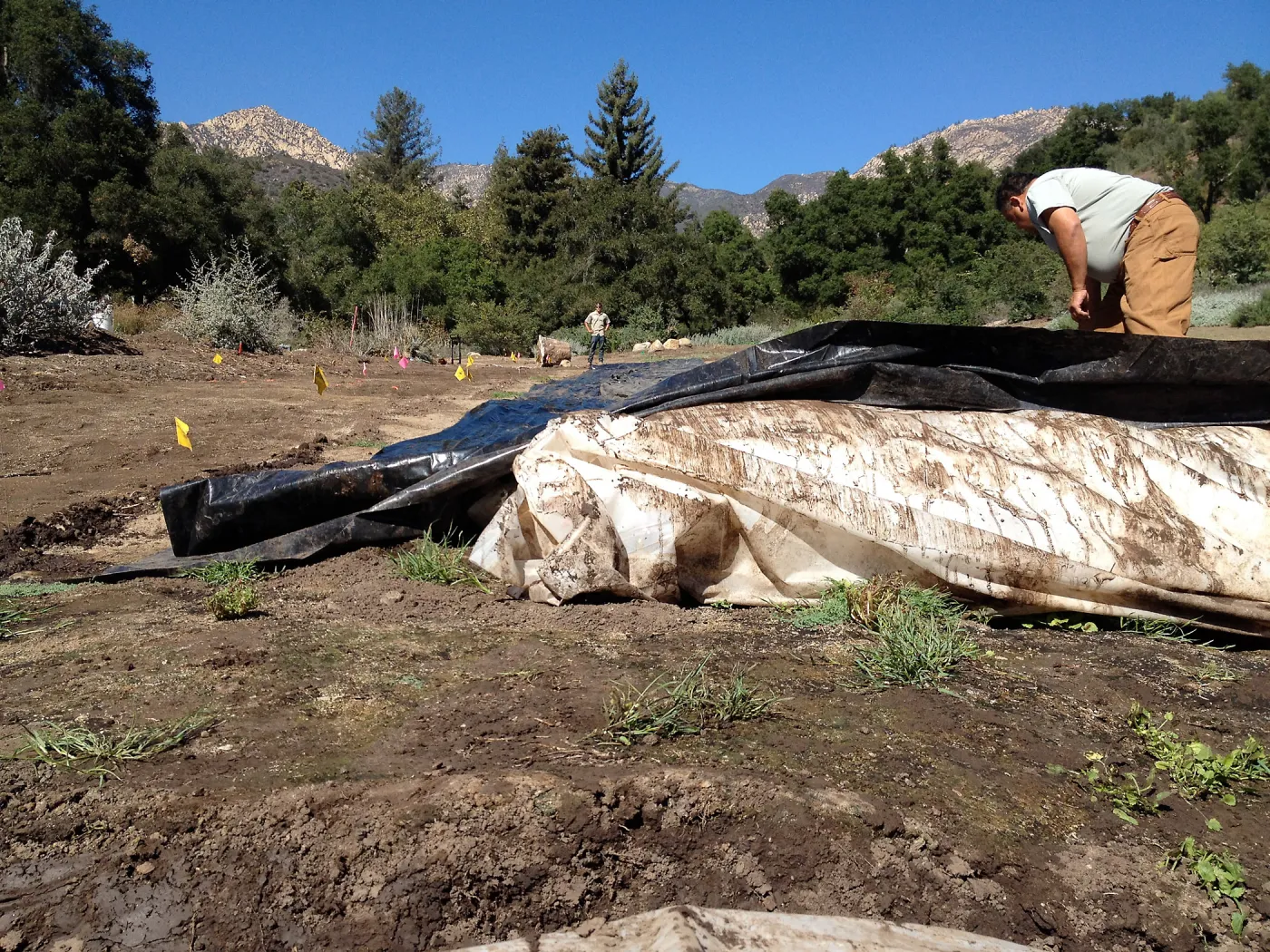 Meadow Revival Project, black versus white plastic mulch test, removing plastic