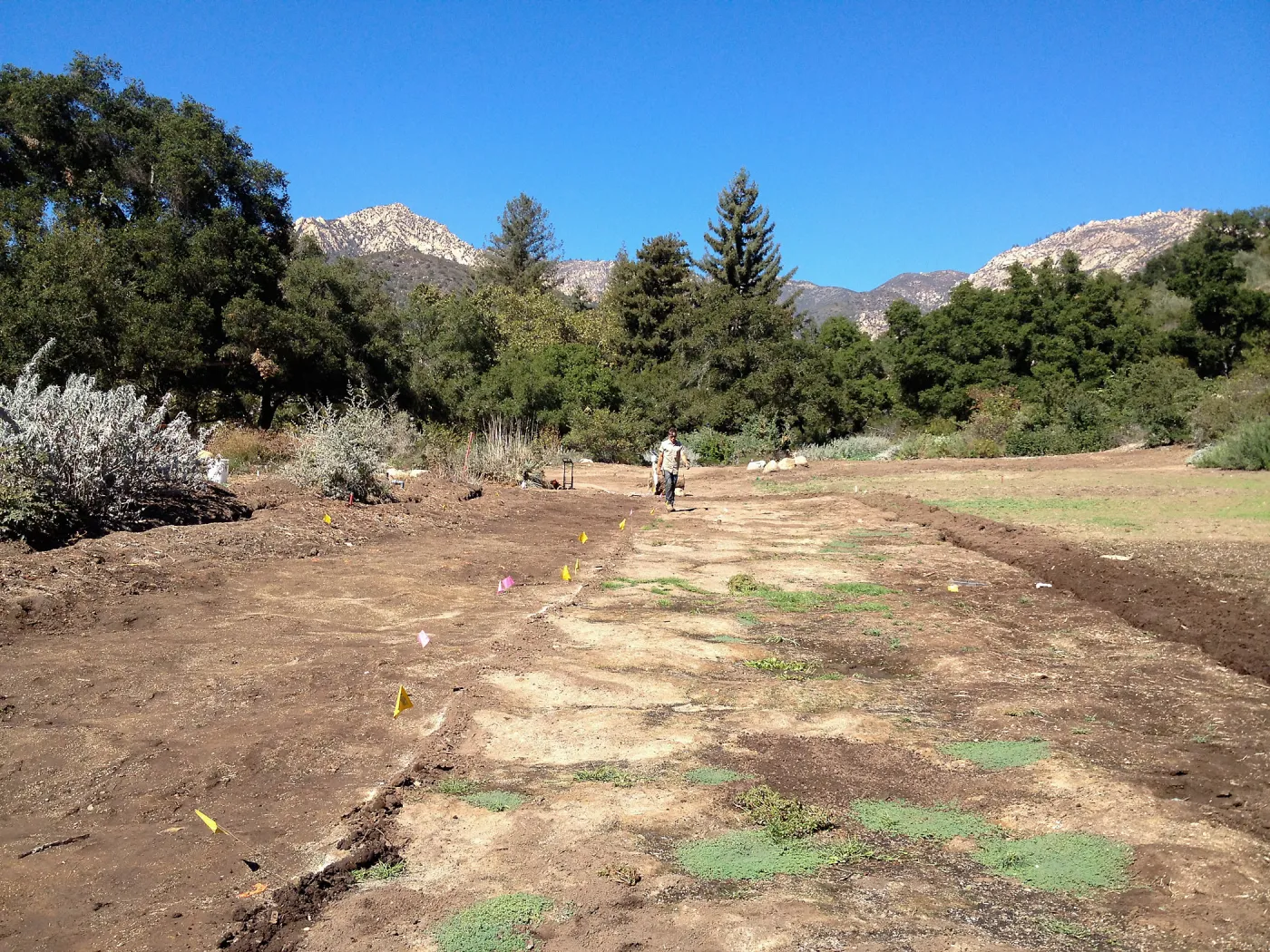 Meadow Revival Project, black versus white plastic mulch test, after plastic removal