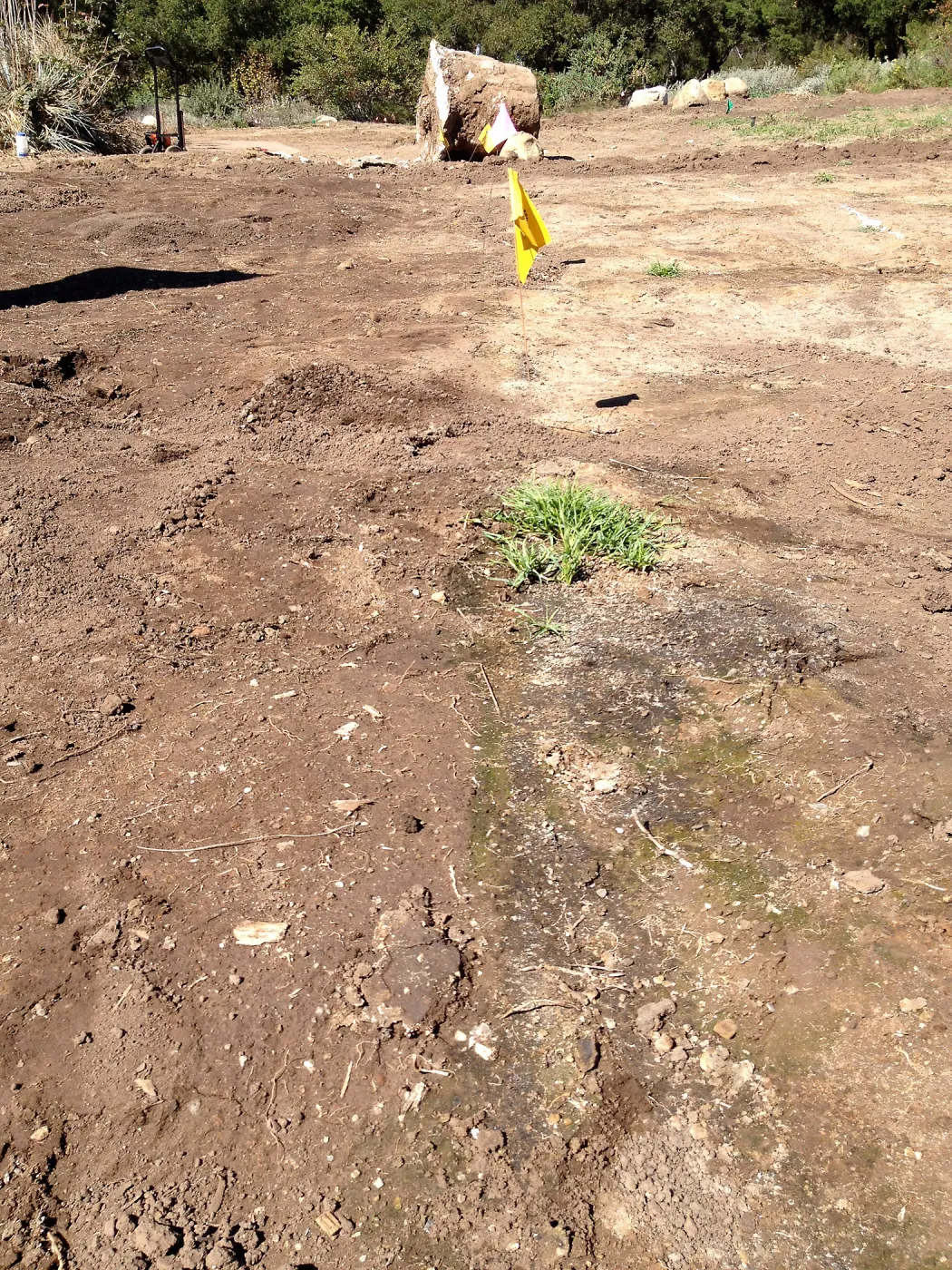 Meadow Revival Project, black versus white plastic mulch test, after plastic removal, weeds that grew under white plastic