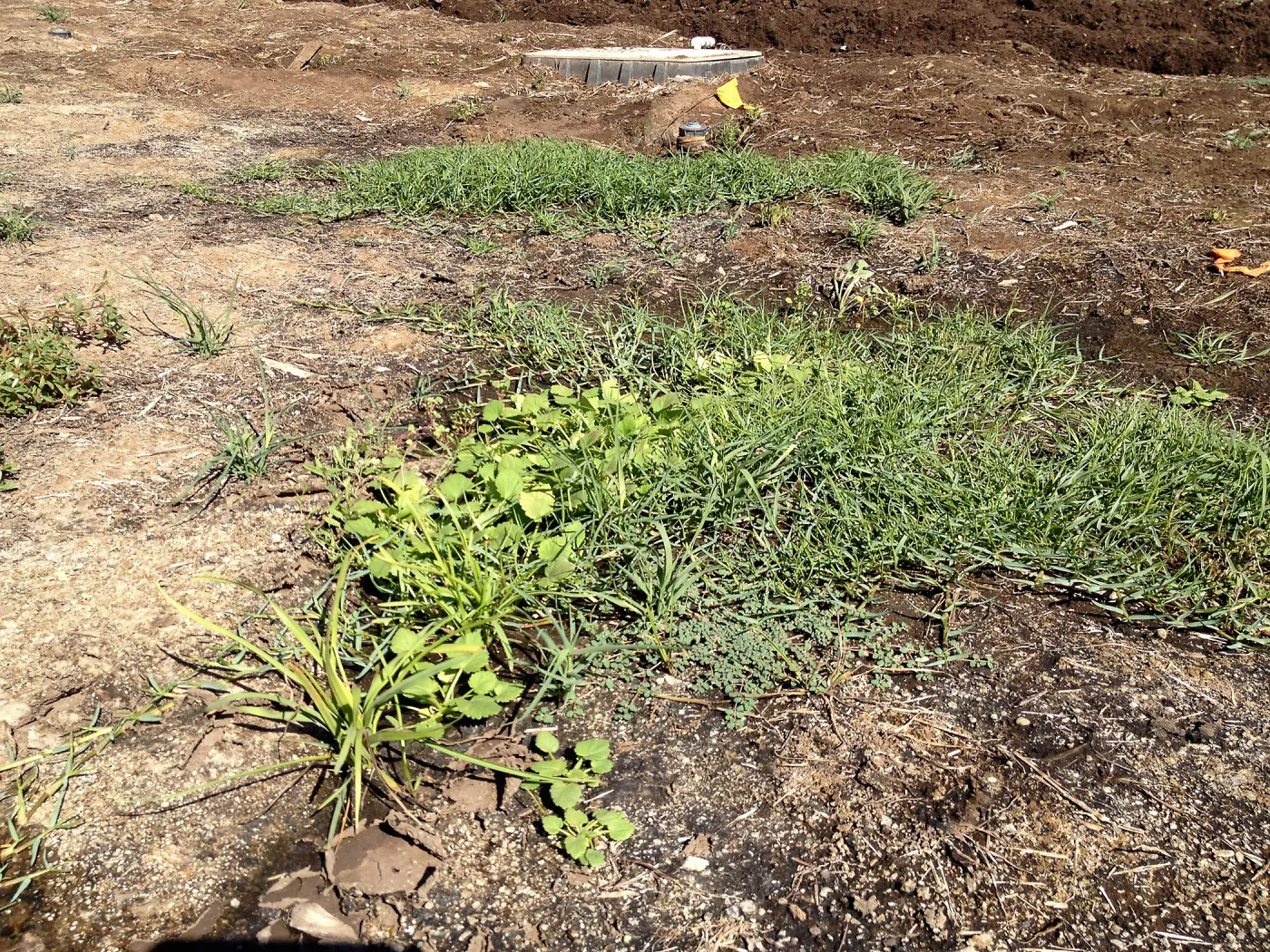 Meadow Revival Project, black versus white plastic mulch test, after plastic removal, weeds that grew under white plastic