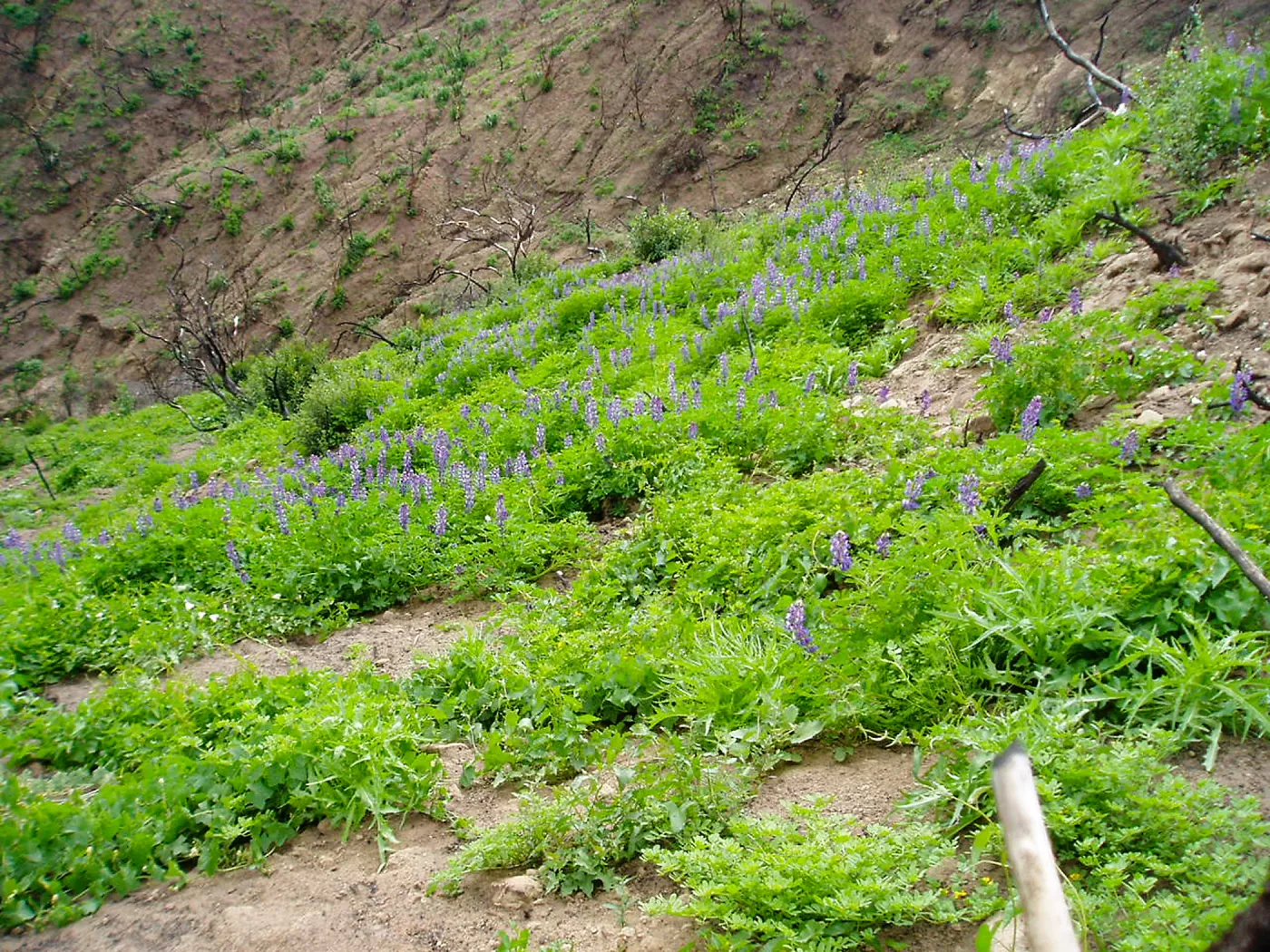Winchester Canyon After the Gap Fire, emergent vegetative growth