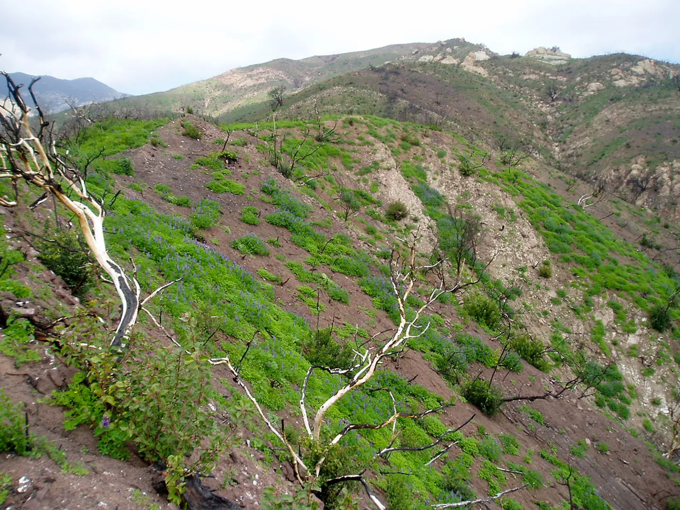 Winchester Canyon After the Gap Fire, emergent vegetative growth