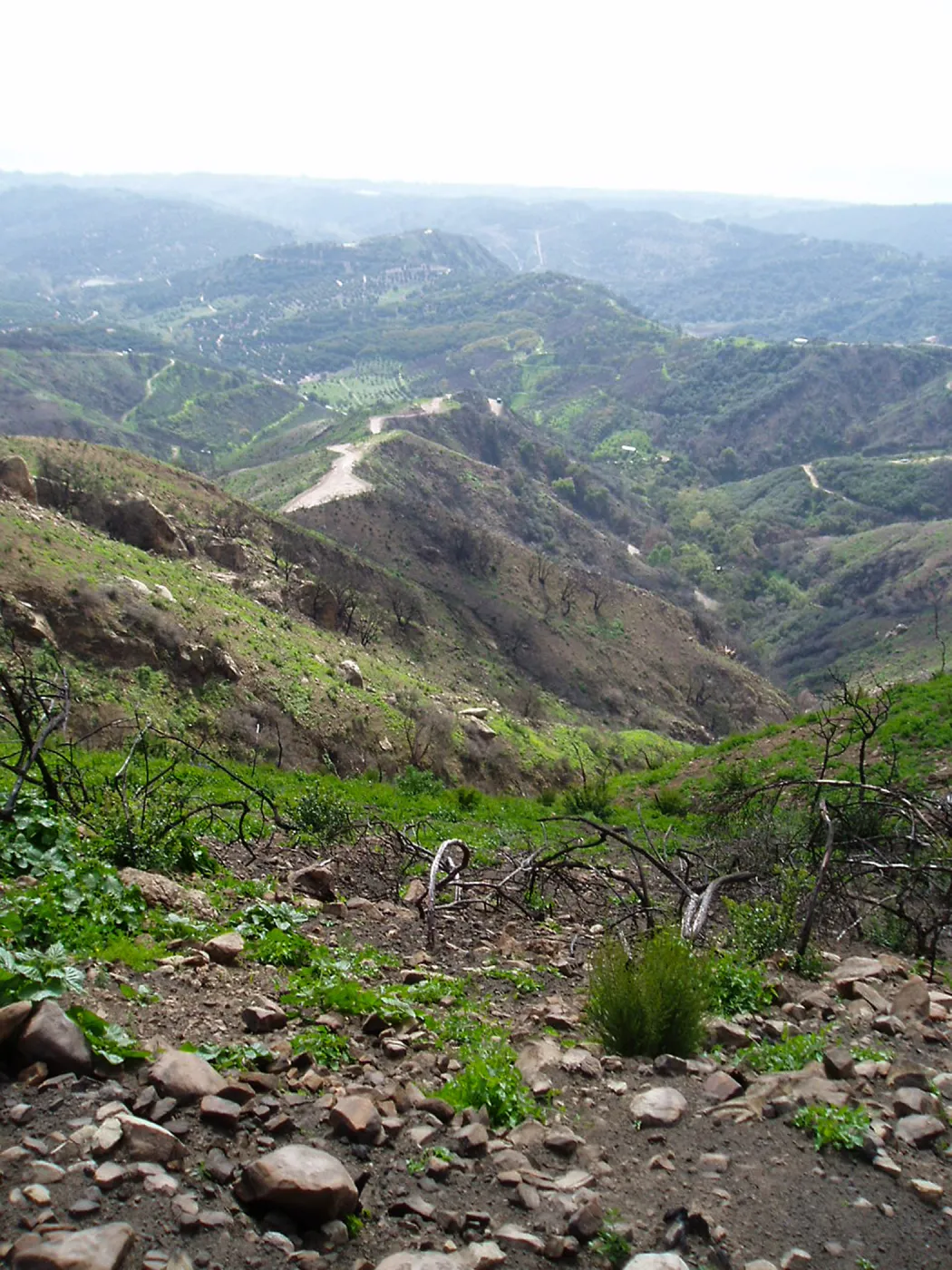 Winchester Canyon After the Gap Fire, emergent vegetative growth