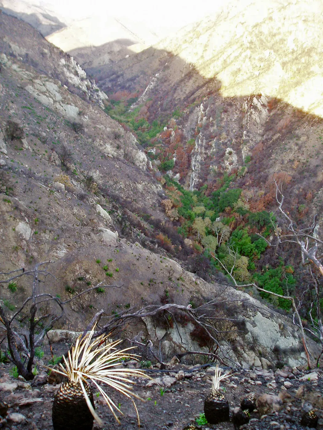 Winchester Canyon After the Gap Fire, emergent vegetative growth