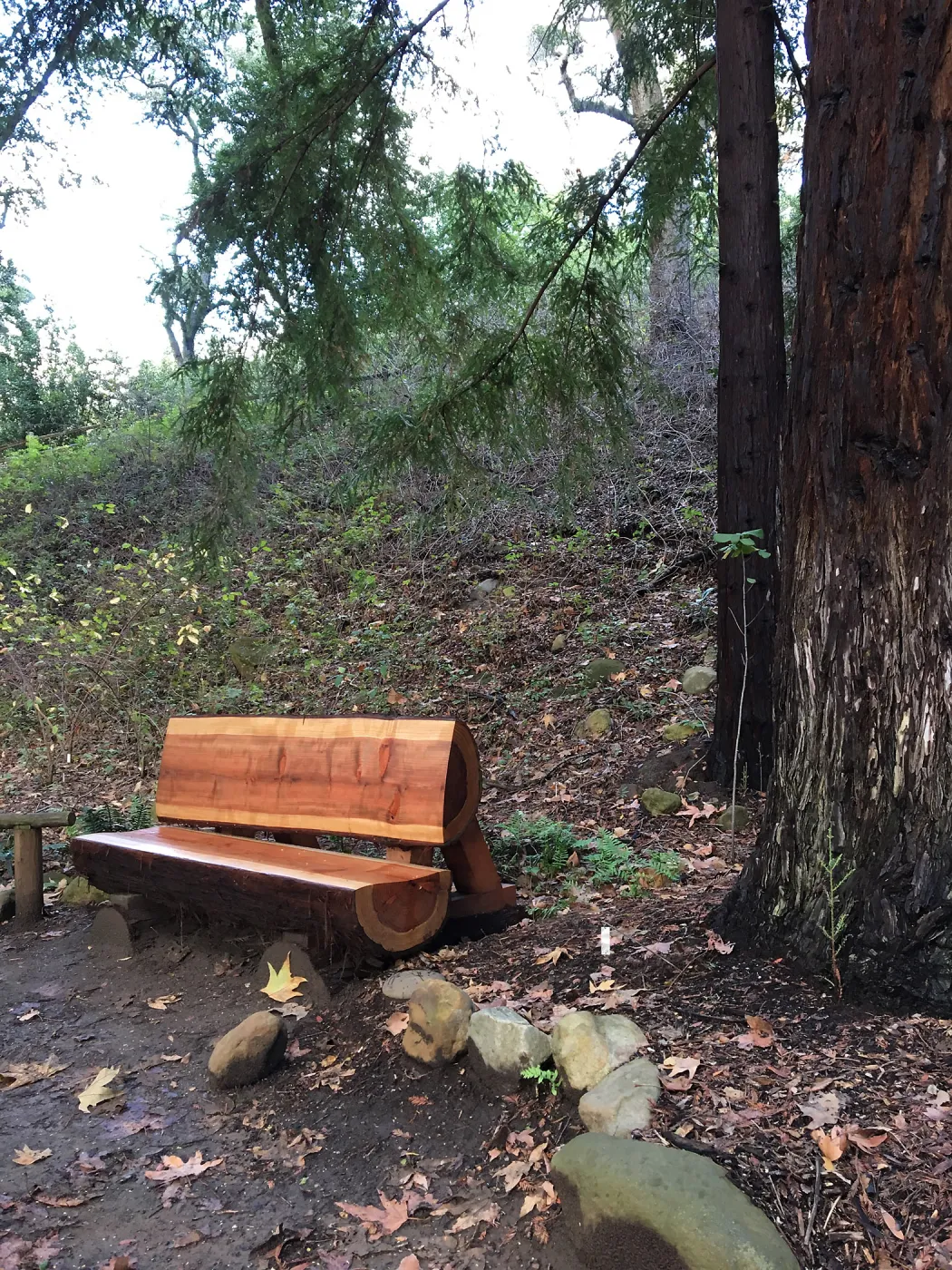 New Redwood bench, Connie Harvie bench