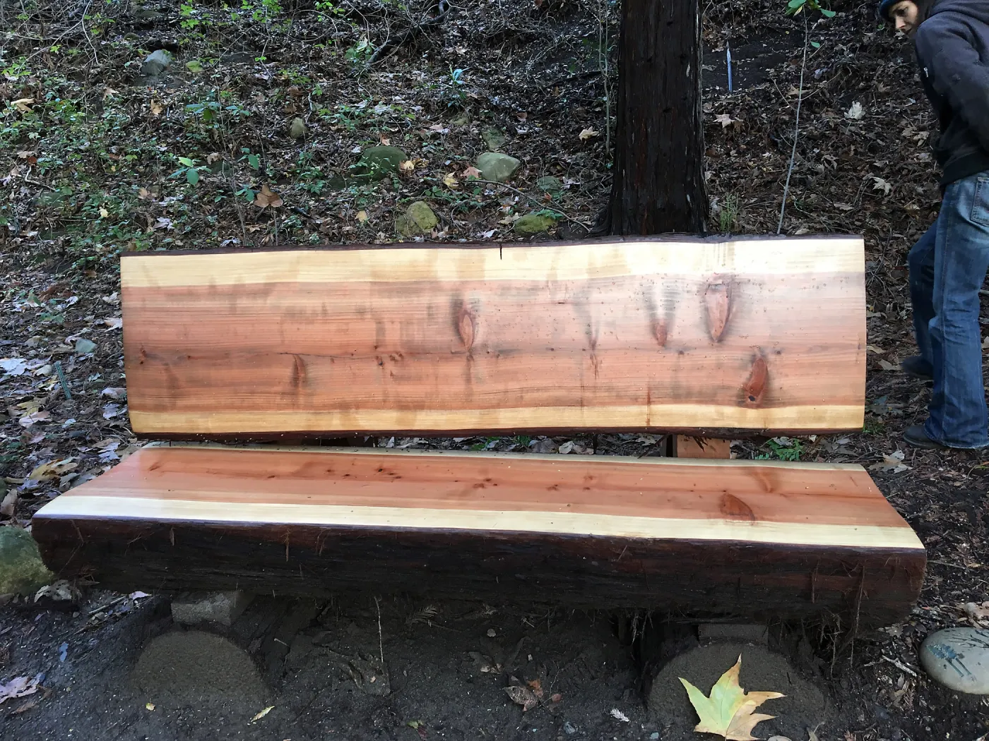 New Redwood bench, Connie Harvie bench