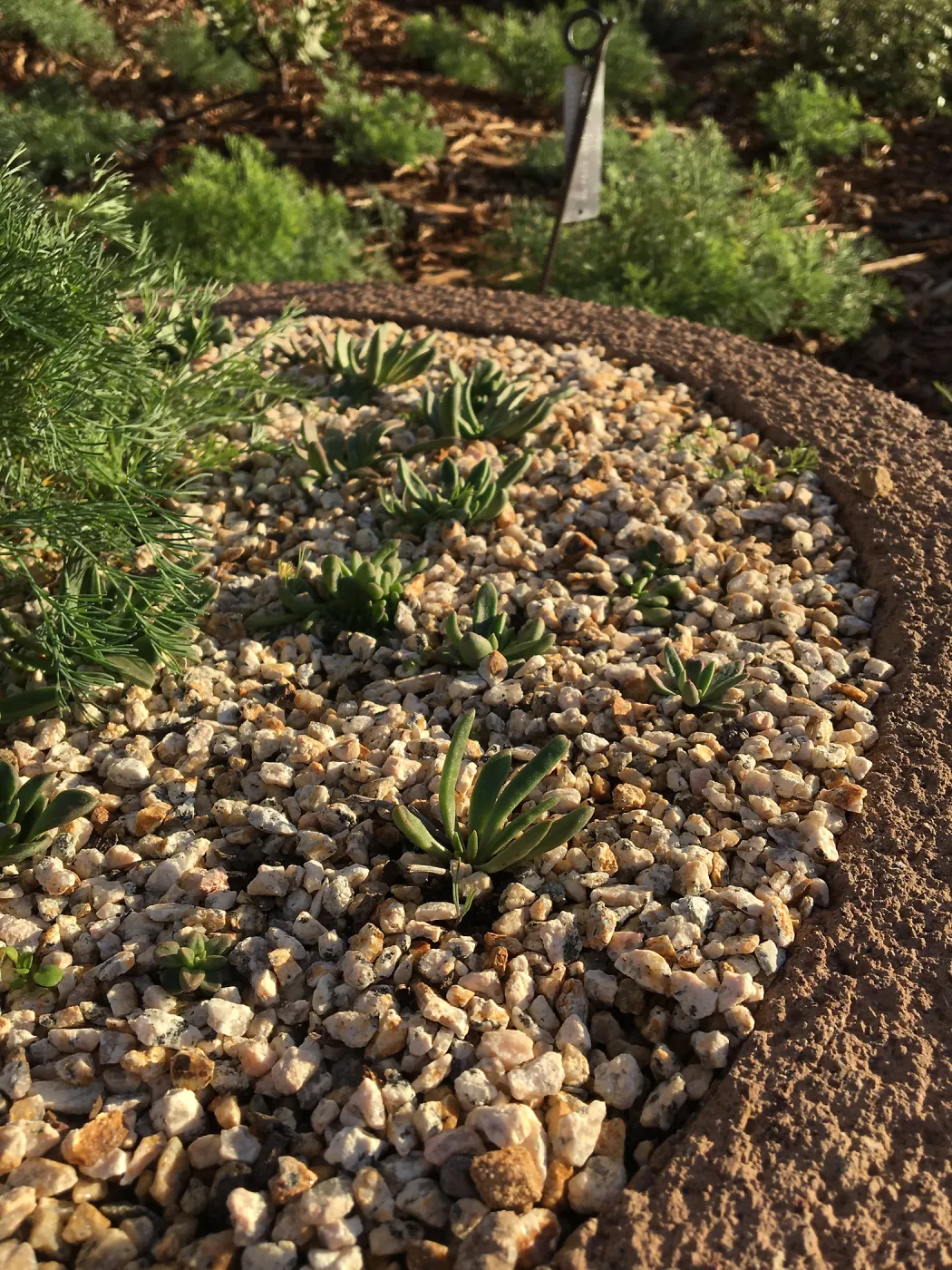 Dudleya nesiotica, Island View Garden