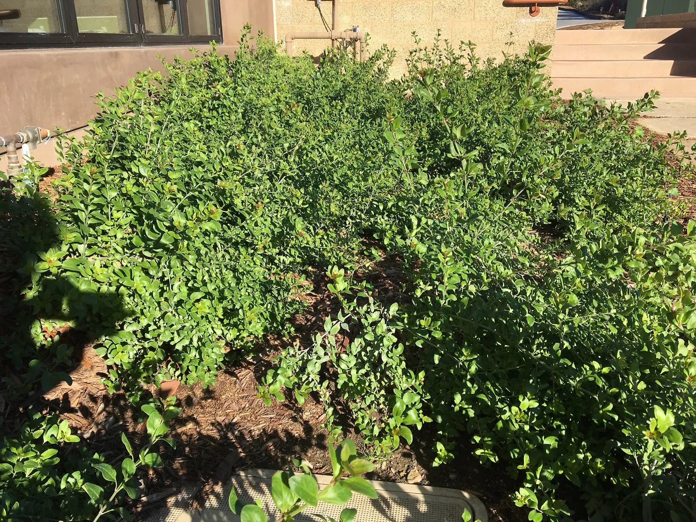Gambelia speciosa at the Pritzlaff Conservation Center