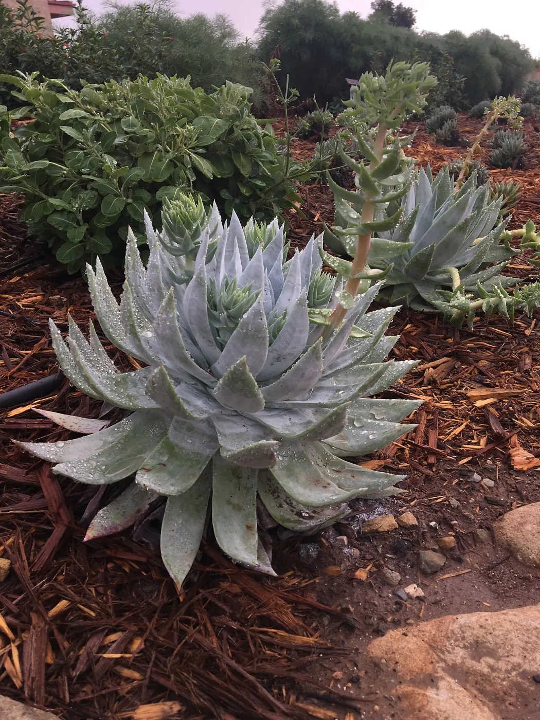 Dudleya brittonii, Island View Garden