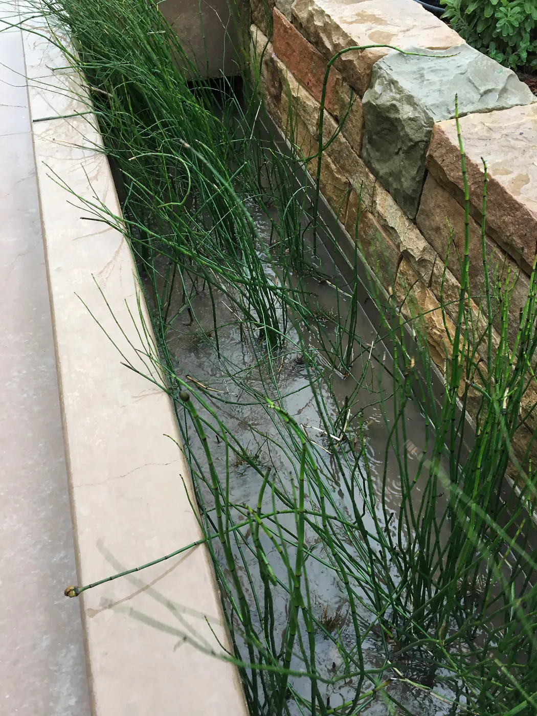 Equisetum in the rill at the Pritzlaff Conservation Center