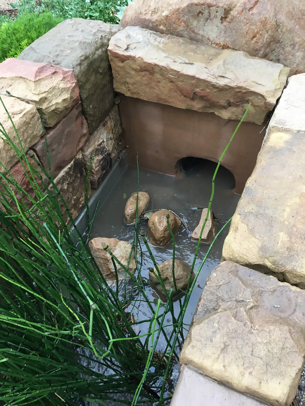 Equisetum in the rill entrance at the PCC Island View Garden