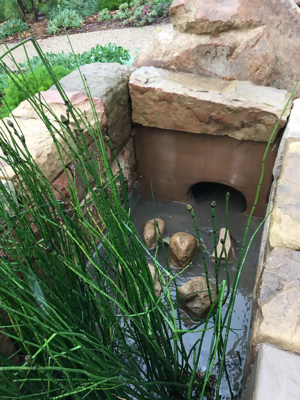 Equisetum in the rill entrance at the PCC Island View Garden