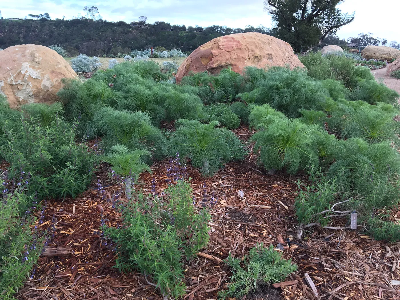 Coreopsis gigantea at PCC Island View Garden