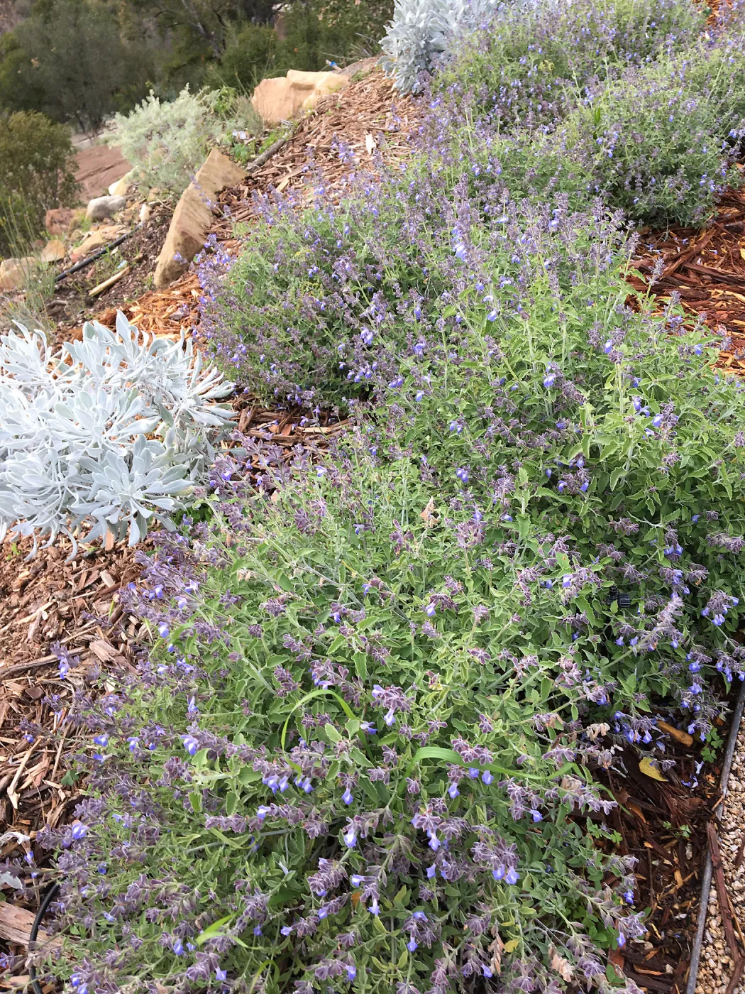 Salvia (Sage) cedrocensis at PCC Island View Garden