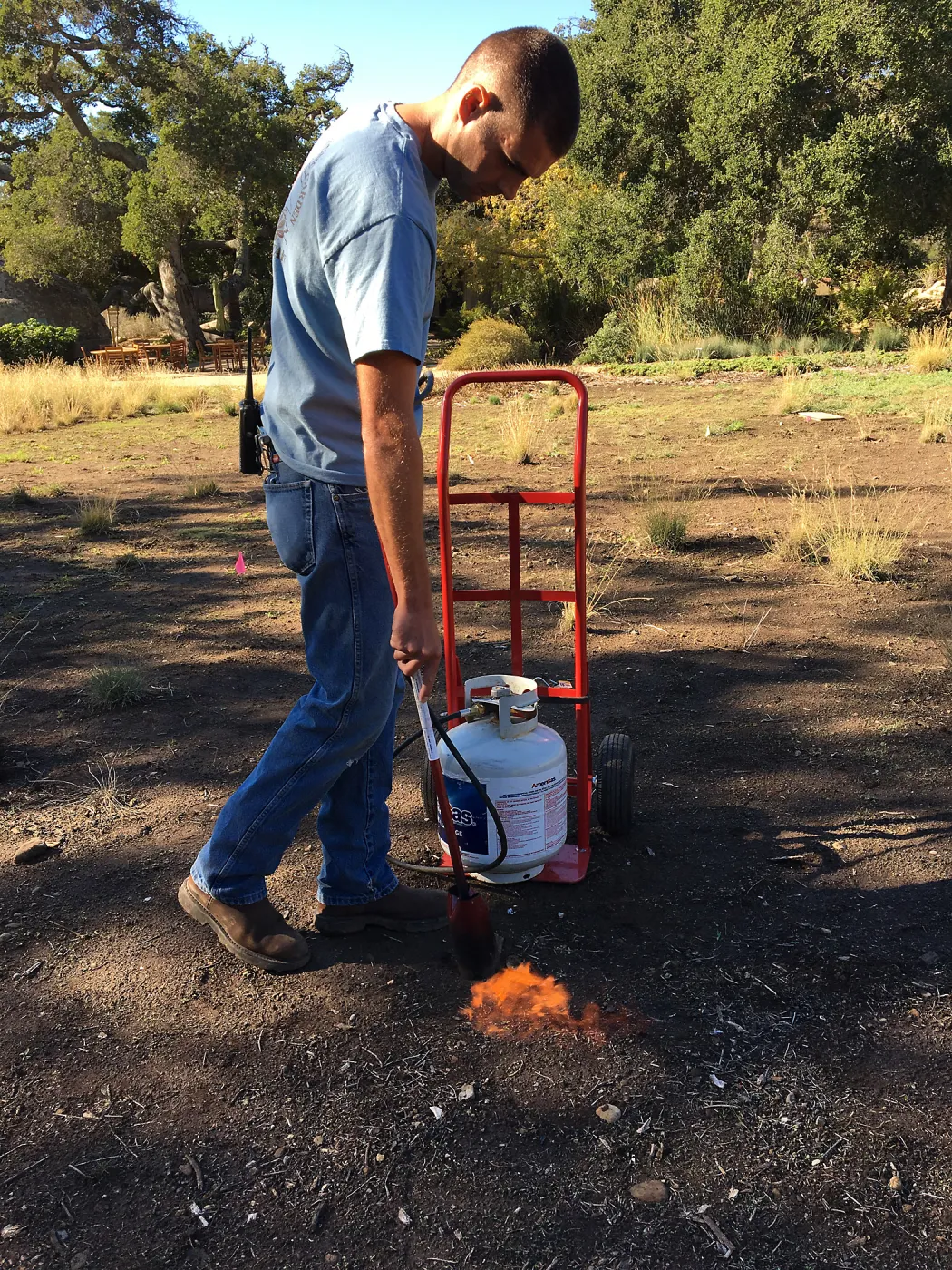 Wes Franken using a torch for weed abatement