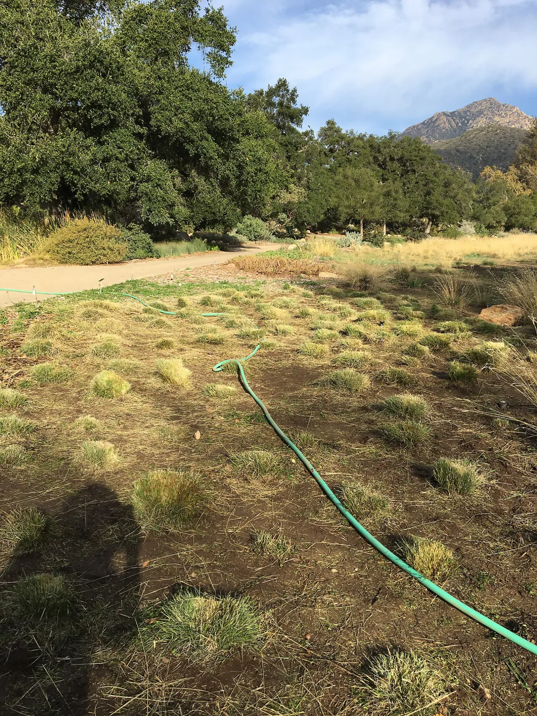 Torch weed abatement in Meadow