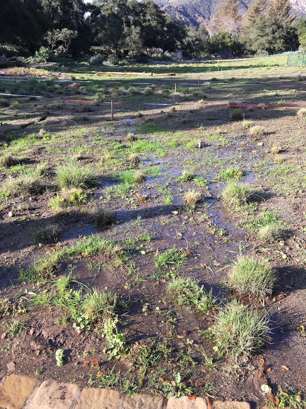 Meadow after rainstorm