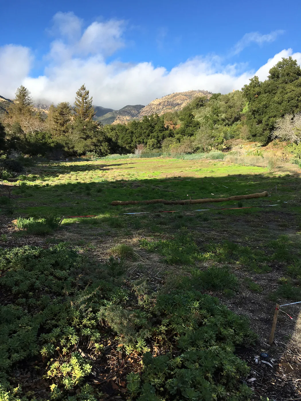 Meadow after rainstorm