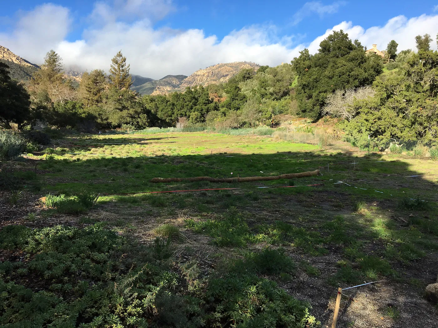 Meadow after rainstorm