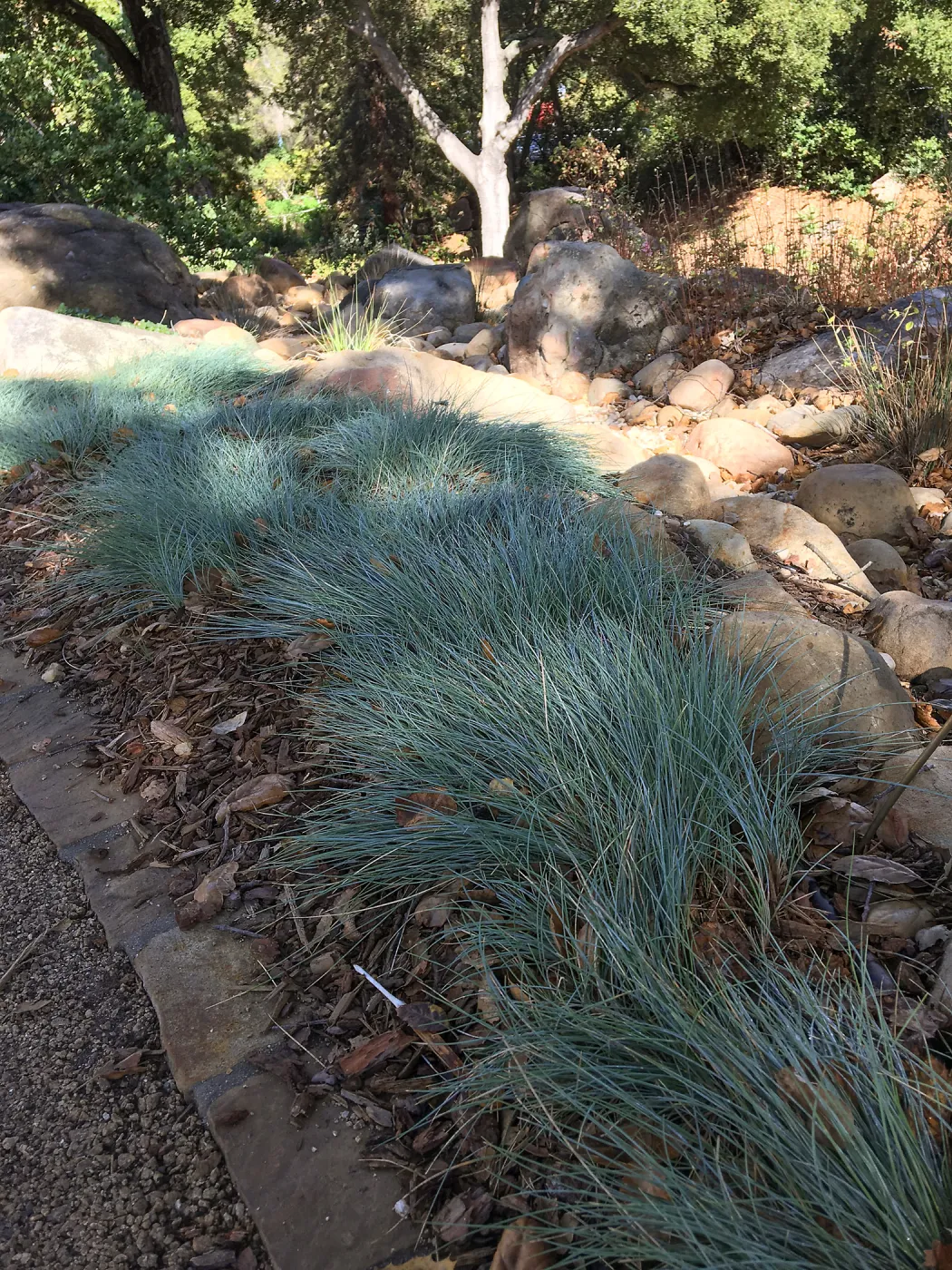 Festuca â€˜Patricks Point' in Home Demonstration Garden