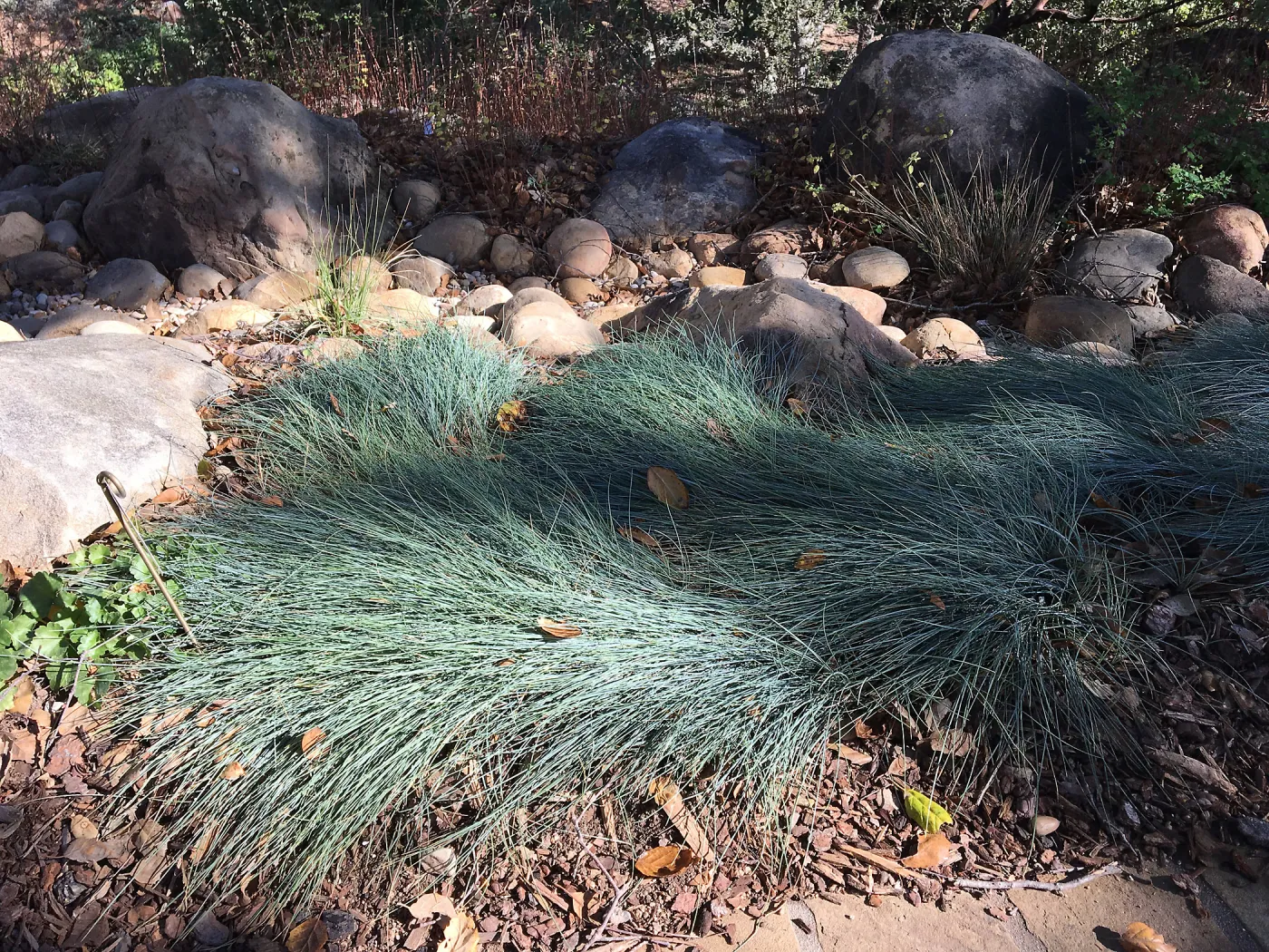 Festuca â€˜Patricks Point' in Home Demonstration Garden