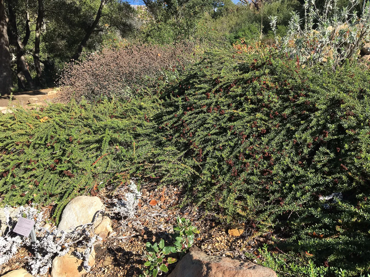 Eriogonum â€˜Bruce Dickinson' in the Meadow View