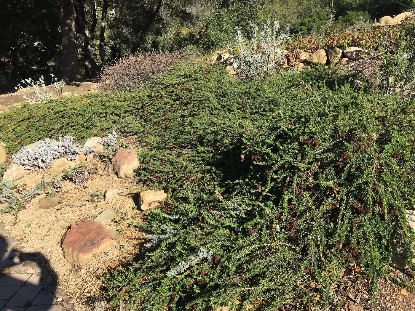 Eriogonum â€˜Bruce Dickinson' in the Meadow View