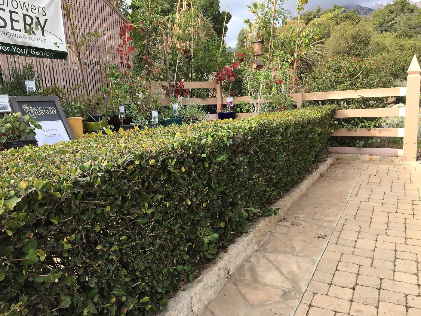 Rhus integrifolia hedge in courtyard