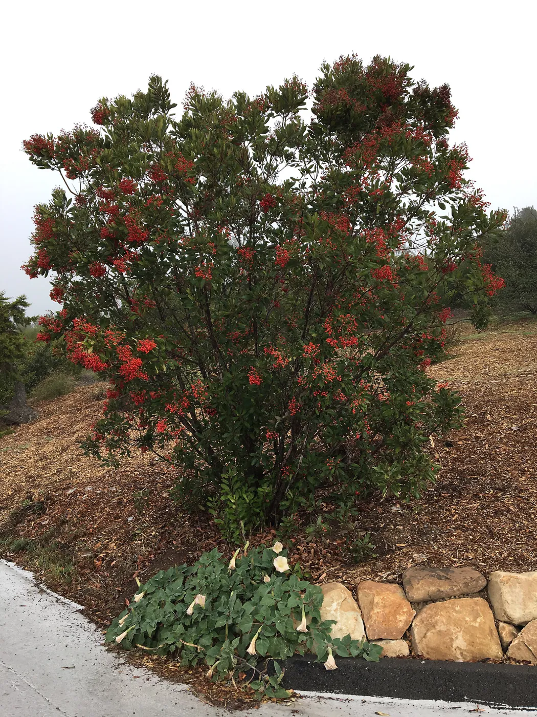 Toyon along Pritzlaff Conservation Center driveway