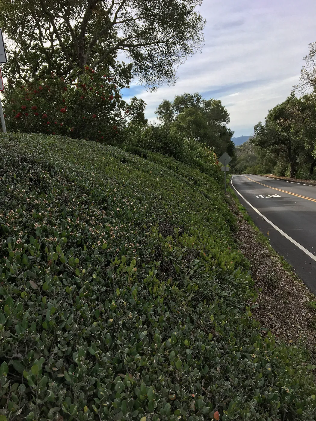 Clipped hedge, Rhus integrifolia, Mission Canyon Road below Pritzlaff Conservation Center driveway