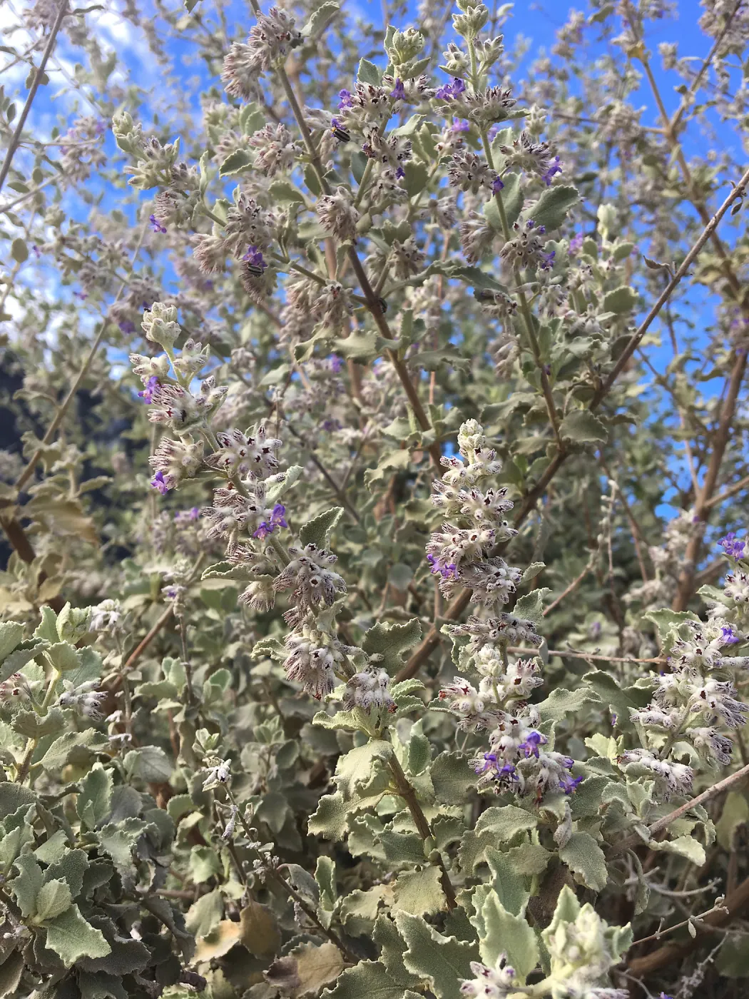Condea emoryi on Pritzlaff Conservation Center driveway by Garden Growers canyard