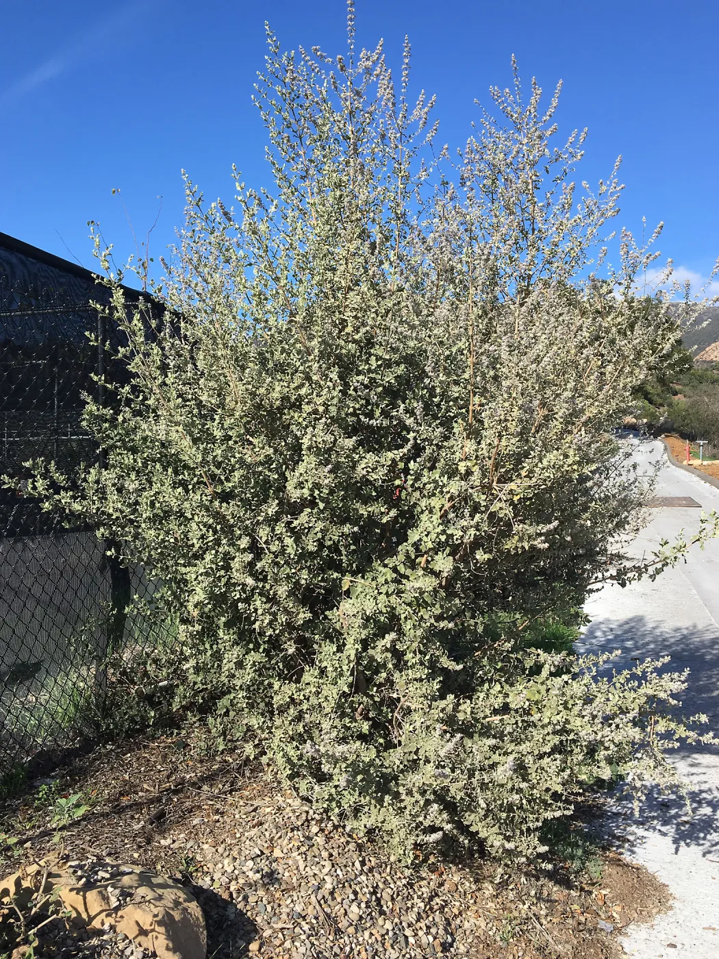 Condea emoryi, east side of Garden Growers Canyard
