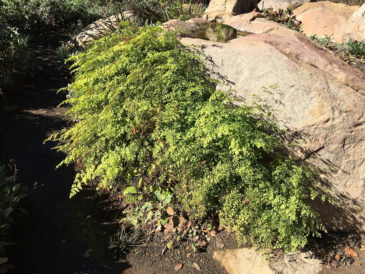 Adiantum capillus-veneris at dripping rock in Manzanita Section